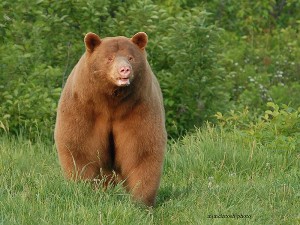 Bear,brown-male-2007,-web,a