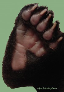 bear cub foot,D200,IMG_0032