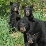 bear-family-profile-pic,web,mjm,