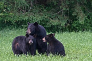 bear mom,yearling cubs,June 3,2013,D80_4396