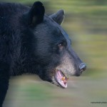 bear-photo,web