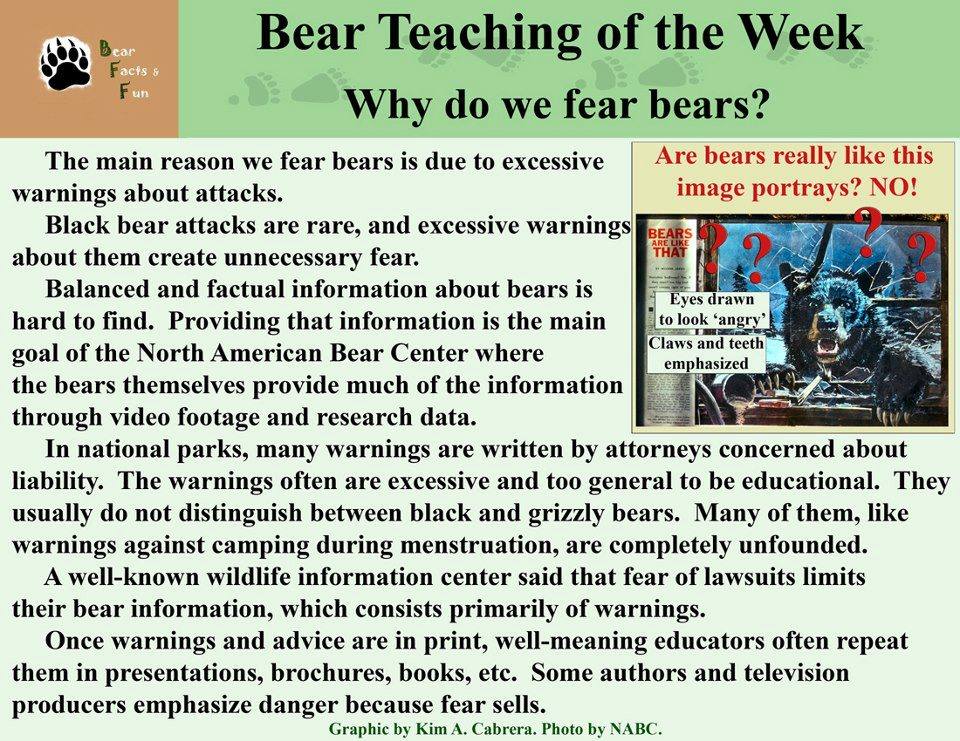 bear teachings a