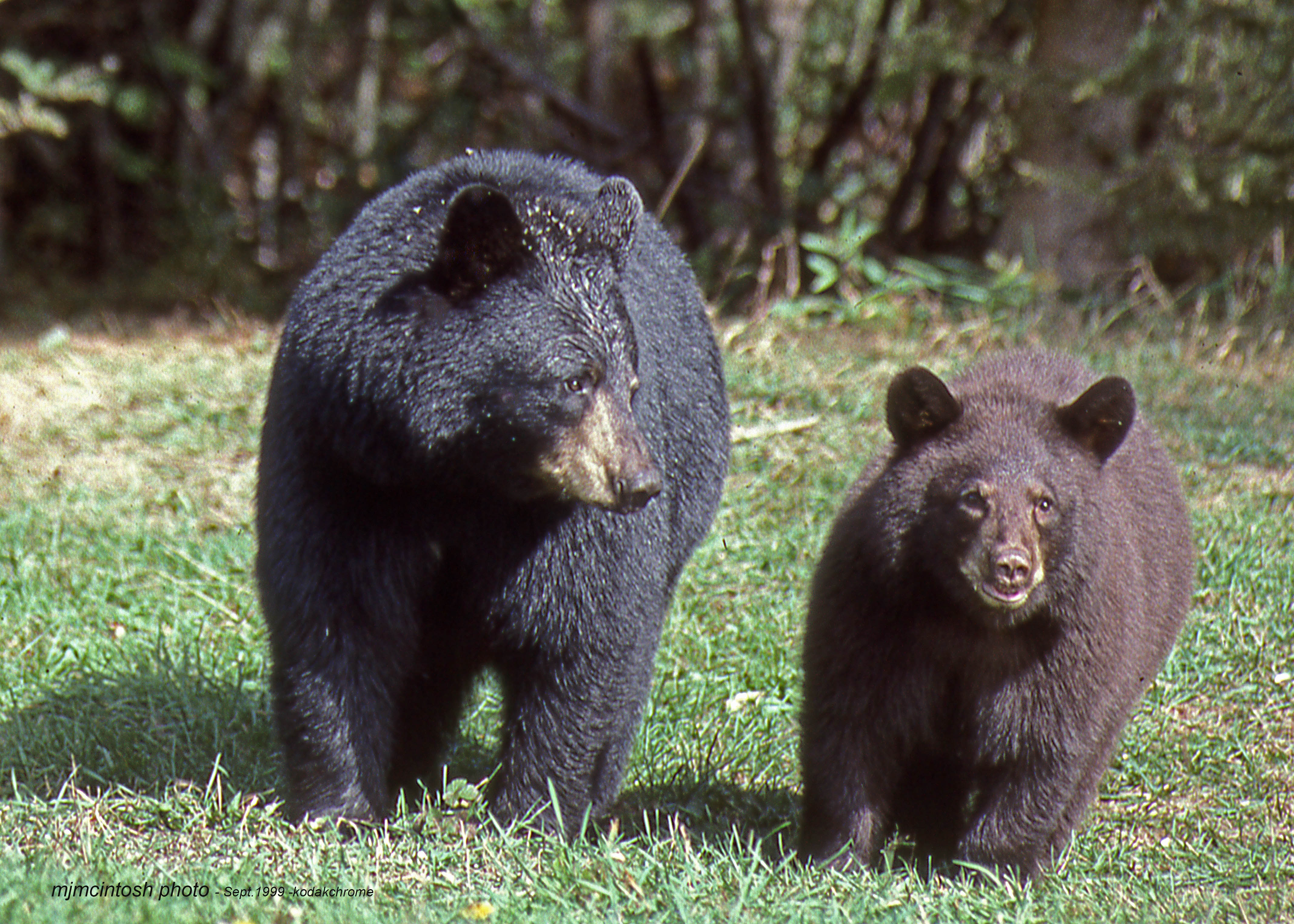 A Mother Bear and Her Cubs