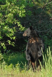 bear,male,c,web,June-2012,D200,100