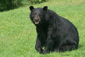 bear,male,web,Aug-11-2013,80,200,D80_6812