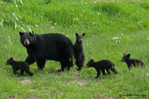 bear,mamma,4-cubs,June-8-2014,D200,DSC_0055