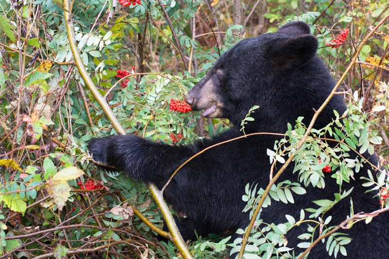 Image result for black bear in berry bushes