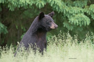 bear,young,June-15-2014,D805871