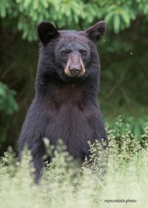 bear,young,b,June-15-2014,D805862