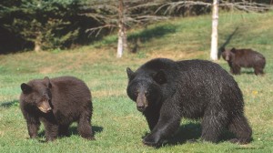 cubs(brown),mom,Sept-1999,web