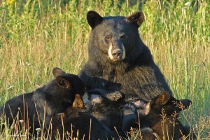 cubs,momma,July-28-2010-nursing-3-cubs,-copyright-mjm