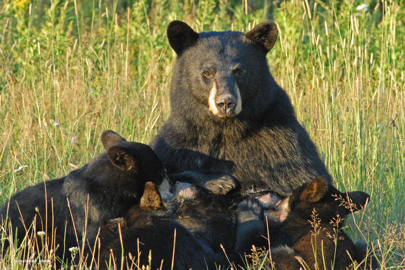 A Mother Bear and Her Cubs Wise About Bears