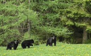 cubs,second-year,May-2005,Oly5060