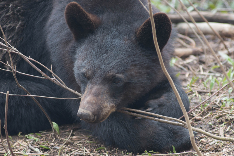 Mama Black Bear Finally Has Enough When Her Cub Won't Listen - A-Z