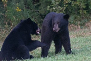 cub,yearlings-play,cousins,Aug-21-2013,iso-3200,D80_7145