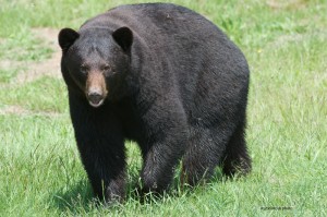 male-adult,June-16-2014,web,D806140