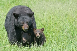momma-and-2-of-4-cubs,June-16-2014,web,D805989