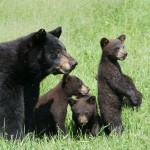 momma,cubs,crop,web,June-2014,D806028