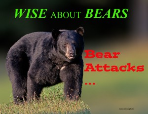 wiseaboutbears,BearAttacks,slide,web,,male-aug30,2012,300mm,D80_5899