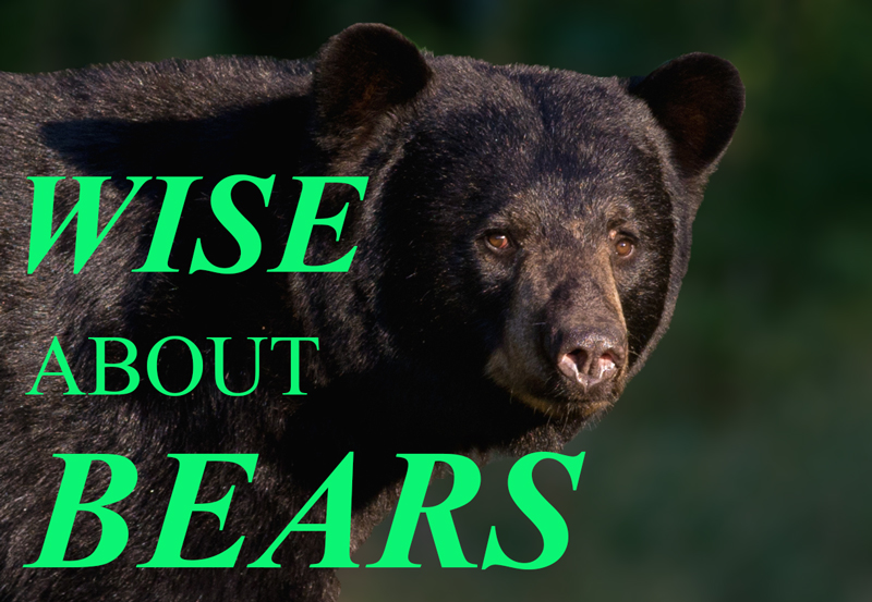 Wise About Bears