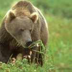 bear,Russia,Aug 1998,img008,