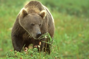 bear,Russia,Aug 1998,img008,