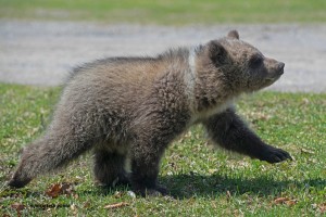 grizzly cub d, April 26 2013,D80_3176