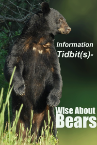 Information-Tidbits--A---Wise-About-Bears