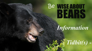 Information-Tidbits--B--Wise-About-Bears