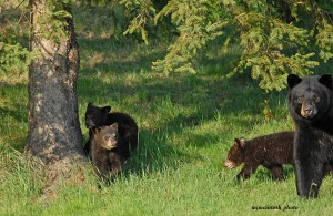 bear and cubs,May 15 2012, momma and cubs3 D200 056 - Copy