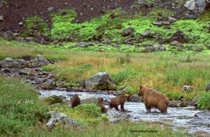 bear,b,Russia,Aug 1998,img004