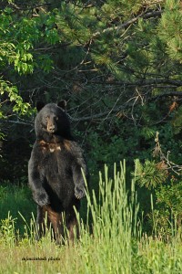 bear,big male,a,June 2012,D200,094  - Copy