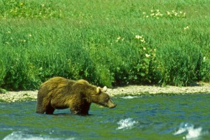 bear,female Russia,1998,img007