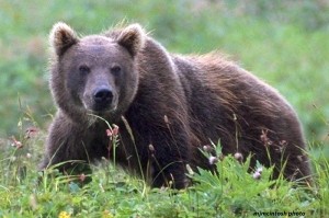 bear,grizzly,Kamchatka,1998,F90x,slide