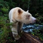 bear,kermode,paul nicklen