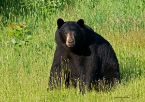 bear,male,June 22,2012,D80_2149 copy