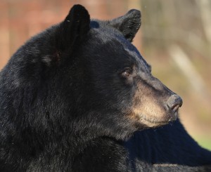 bear,momma b May 5 2012 D8,420mm,80-200mm,175