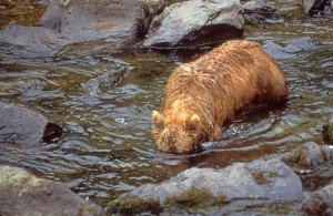 bear,momma,fishes,Russia,1998.slide scan,img016