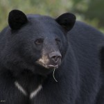 bear,momma,young,Aug.7,2012,cropped,D80_4564  - Copy