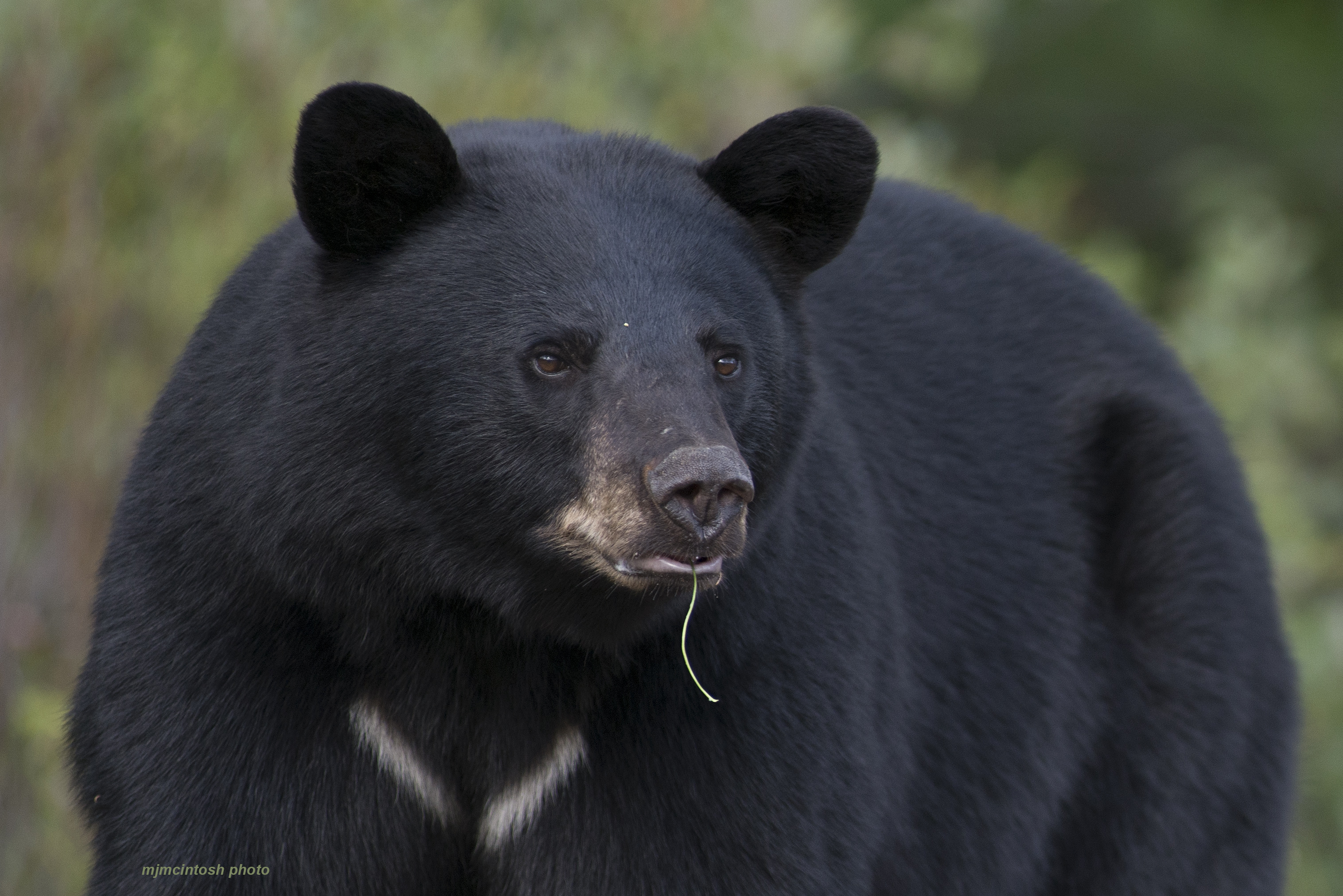 Adult Black Bear