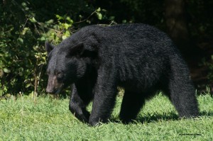 bear,young male,Sept 8 2013,D80_7738