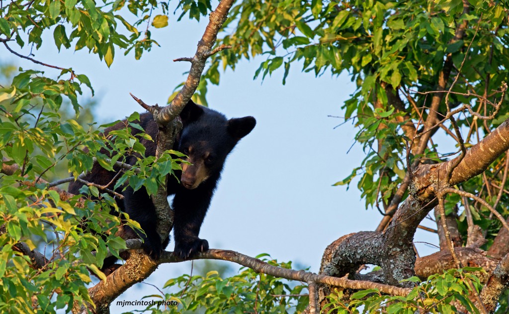 cub in tree, July 2012,D80_3369
