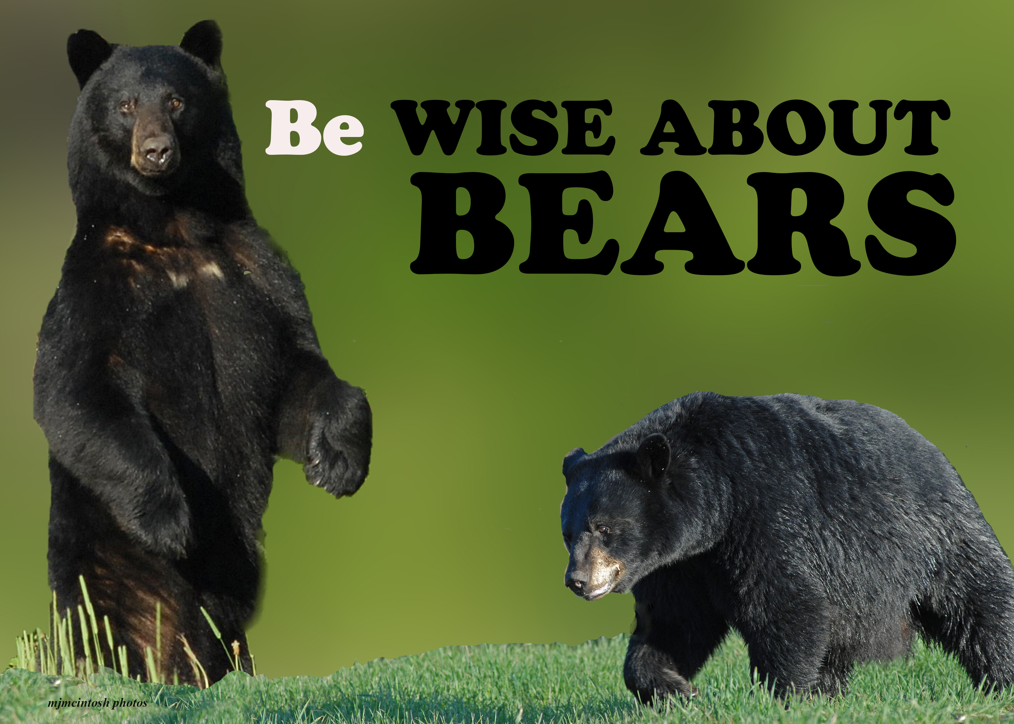 Species Identification Black Or Brown Grizzly Wise About Bears