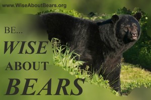 wiseaboutbears,d,web