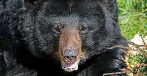 bearattack-300x155