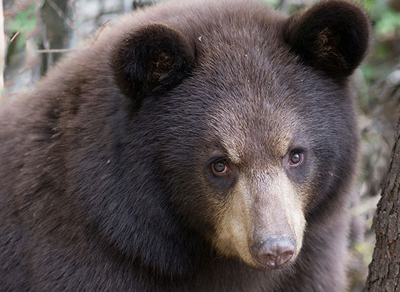 Like butter for bears': the grizzlies who dine on 40,000 moths a day, Wildlife