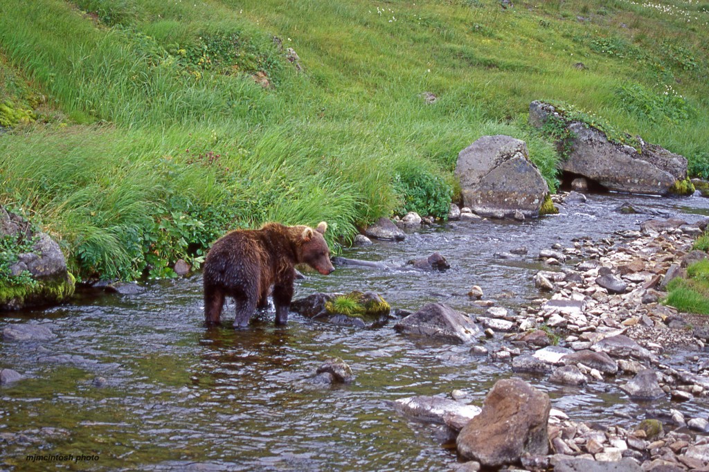 bear Russia,1998,Nikon F90X,img018