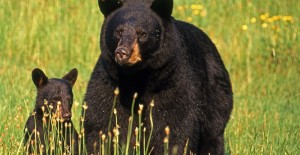 Understand Bear Behavior