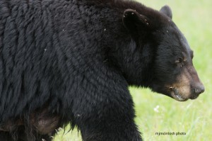 bear,mamma,croppd,web,june-16-2014,D805810