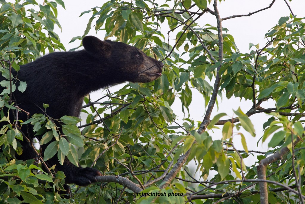 bear cub in tree,c July 2012,,D80_3365_edited-1 - Copy